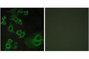 Immunofluorescence (IF) image for anti-Adenosine A3 Receptor (ADORA3) (AA 269-318) antibody (ABIN2890749) (Adenosine A3 Receptor antibody  (AA 269-318))