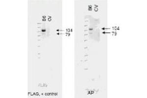 Image no. 1 for anti-ATP-Binding Cassette, Sub-Family B (MDR/TAP), Member 6 (ABCB6) (AA 440-455) antibody (ABIN199946) (ABCB6 antibody  (AA 440-455))