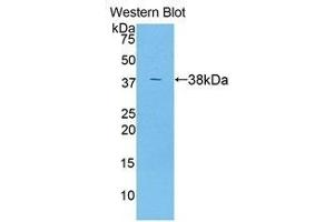 Western Blotting (WB) image for anti-Angiopoietin-Like 7 (ANGPTL7) (AA 22-337) antibody (ABIN1858009) (ANGPTL7 antibody  (AA 22-337))