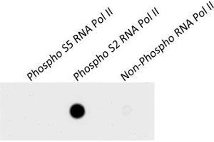 Western Blotting (WB) image for anti-RNA Polymerase II (pSer2) antibody (ABIN7454655) (RNA Polymerase II antibody  (pSer2))