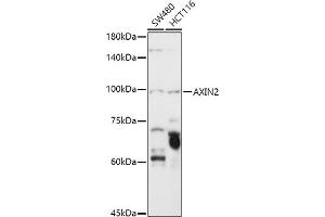 Western blot analysis of extracts of various cell lines, using  antibody (ABIN6129209, ABIN6137382, ABIN6137383 and ABIN6219595) at 1:1000 dilution. (AXIN2 antibody  (AA 650-750))