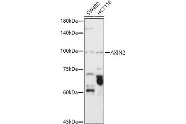 AXIN2 抗体  (AA 650-750)