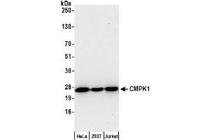 Western Blotting (WB) image for anti-Cytidine Monophosphate (UMP-CMP) Kinase 1, Cytosolic (CMPK1) (AA 146-196) antibody (ABIN7453065)