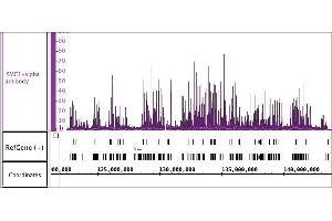 SMC1-a antibody (pAb) tested by ChIP-Seq. (SMC1A antibody  (C-Term))