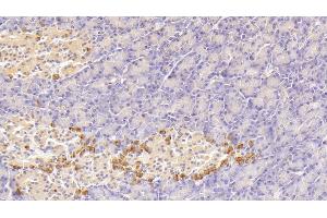 Detection of GIP in Human Pancreas Tissue using Polyclonal Antibody to Gastric Inhibitory Polypeptide (GIP) (GIP antibody  (AA 22-153))