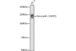 Western blot analysis of extracts of PC-3 cells, using Neuropilin-1 (NRP1) antibody (ABIN7268892) at 1:1000 dilution. (Neuropilin 1 antibody  (AA 21-250))