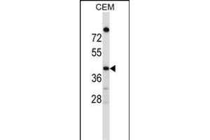 OR4C16 Antibody (C-term) (ABIN657543 and ABIN2846558) western blot analysis in CEM cell line lysates (35 μg/lane). (OR4C16 antibody  (C-Term))