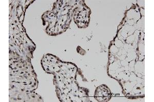 Immunoperoxidase of monoclonal antibody to COPS6 on formalin-fixed paraffin-embedded human placenta. (COPS6 antibody  (AA 30-327))