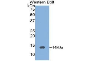 Detection of Recombinant GnRH, Gallus using Polyclonal Antibody to Gonadotropin Releasing Hormone (GnRH) (GNRH1 antibody  (AA 24-92))