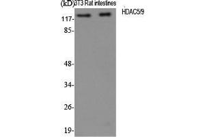 Western Blot (WB) analysis of specific cells using HDAC5/9 Polyclonal Antibody. (HDAC5/9 (Ser1177) antibody)