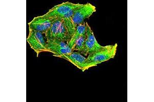 Immunofluorescence analysis of Hela cells using Rab6b mouse mAb (green). (RAB6B antibody  (AA 95-208))