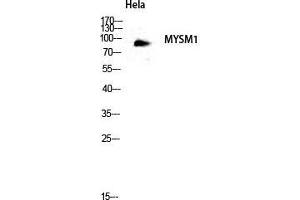Western Blot (WB) analysis of HeLa lysis using MYSM1 antibody. (MYSM1 antibody  (Internal Region))
