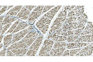 IHC analysis of IDH2 using anti-IDH2 antibody (ABIN7602787). (IDH2 antibody  (C-Term))