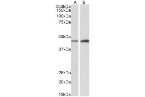 AP23754PU-N NDRG2 antibody staining of of Mouse (A) and Rat (B) Brain lysates at 0.