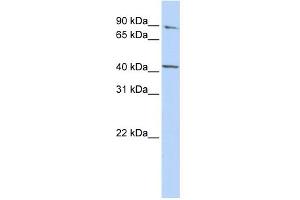 WB Suggested Anti-FECH Antibody Titration:  0.