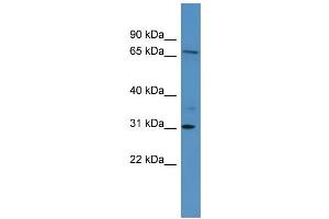 WB Suggested Anti-RGL3 Antibody Titration: 0. (RGL3 antibody  (Middle Region))