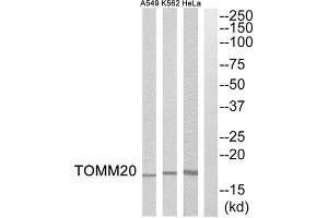 Western Blotting (WB) image for anti-Mitochondrial Import Receptor Subunit TOM20 homolog (TOMM20) (Internal Region) antibody (ABIN1851585) (TOMM20 antibody  (Internal Region))