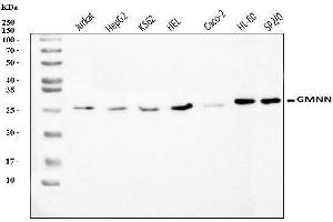 Western blot analysis of Geminin/GMNN using anti-Geminin/GMNN antibody (ABIN7600598).