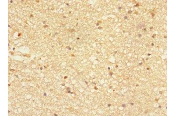 Neurotrimin antibody  (AA 30-316)
