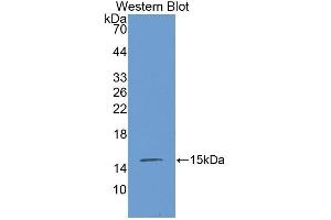Western Blotting (WB) image for anti-Connective Tissue Growth Factor (CTGF) (AA 245-346) antibody (ABIN1171941)