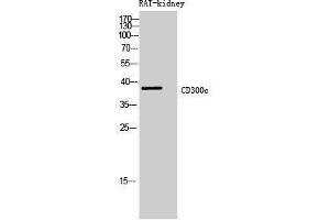 Western Blotting (WB) image for anti-CD300c (CD300C) (Internal Region) antibody (ABIN3178965) (CD300c antibody  (Internal Region))