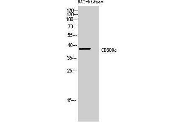 CD300c antibody  (Internal Region)