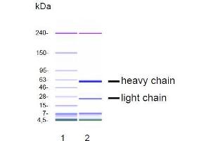 CGE analysis of purified DP-4A1 monoclonal antibody. (EGFR antibody)