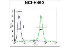Flow cytometric analysis of NCI-H460 cells using OR2B11 Antibody (C-term) Cat. (OR2B11 antibody  (C-Term))