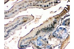 IHC testing of FFPE mouse intestine with FABP antibody. (FABP1 (liver) antibody)