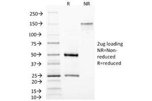 SDS-PAGE Analysis of Purified, BSA-Free MAML3 Antibody (clone MAML3/1303). (MAML3 antibody)