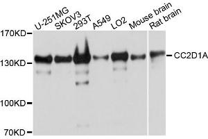 Western blot analysis of extracts of various cells, using CC2D1A antibody. (CC2D1A antibody)