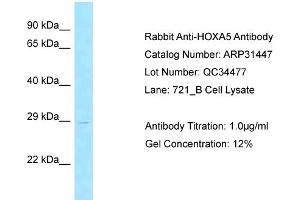 WB Suggested Anti-HOXA5 Antibody Titration:  0. (HOXA5 antibody  (Middle Region))