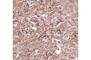 Immunohistochemistry of IL-16 in mouse brain tissue with IL-16 antibody at 2. (IL16 antibody  (N-Term))