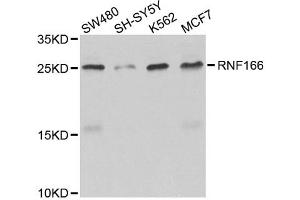 Western blot analysis of extracts of various cell lines, using RNF166 antibody (ABIN5974659) at 1/1000 dilution. (RNF166 antibody)