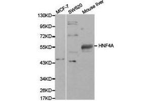 Western Blotting (WB) image for anti-Hepatocyte Nuclear Factor 4, alpha (HNF4A) antibody (ABIN1873062) (HNF4A antibody)
