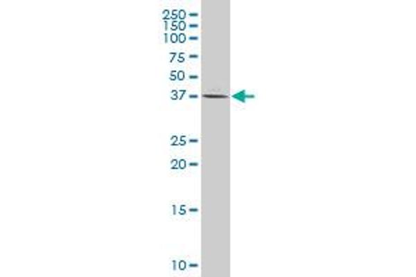 PTGR1 antibody  (AA 230-328)