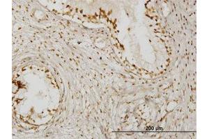 Image no. 1 for anti-Kelch Domain Containing 4 (KLHDC4) (AA 1-464) antibody (ABIN466218) (KLHDC4 antibody  (AA 1-464))