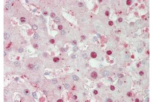 Immunohistochemistry with Liver cell lysate tissue (ATOH1 antibody  (Middle Region))