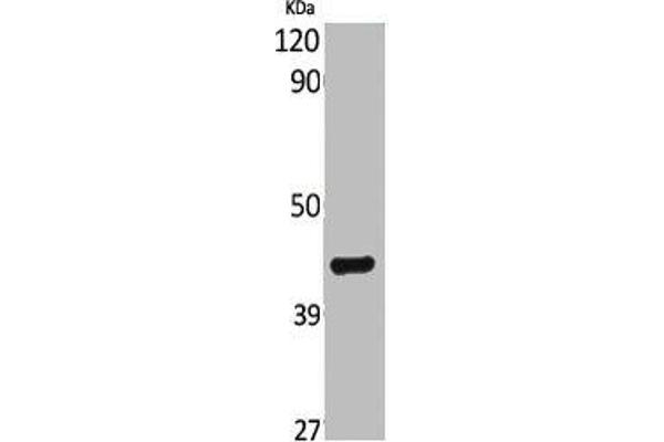 BRS3 antibody  (Internal Region)