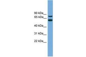 Image no. 1 for anti-YY1 Associated Protein 1 (YY1AP1) (C-Term) antibody (ABIN6744896) (YY1AP1 antibody  (C-Term))