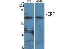 Western Blot (WB) analysis of specific cells using ERF Polyclonal Antibody. (ERF antibody  (Ser360))