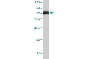 Western Blot detection against Immunogen (58. (ARPC2 antibody  (AA 1-300))