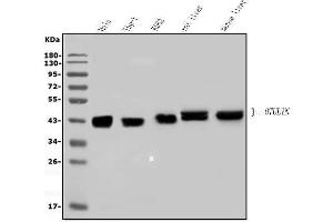 Western blot analysis of OTULIN using anti-OTULIN antibody (ABIN7601854). (FAM105B antibody  (AA 49-352))