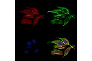 ABIN6261365 and ABIN6272687 staining HepG2 cells by IF/ICC. (DRD3 antibody  (Internal Region))