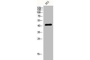 Western Blot analysis of 3T3 cells using EDG-3 Polyclonal Antibody (S1PR3 antibody  (N-Term))