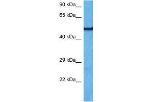 Host:  Rabbit  Target Name:  ATP5B  Sample Tissue:  Mouse Kidney  Antibody Dilution:  1ug/ml (ATP5B antibody  (N-Term))
