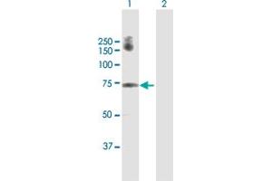Western Blot analysis of GALNT6 expression in transfected 293T cell line by GALNT6 MaxPab polyclonal antibody.