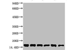 Western blot analysis of 1) Hela, 2) 293T, 3) 3T3, 4) Mouse Liver Tissue, 5) Rat Liver Tissue, 6) Rat Kidney Tissue using CYCS Monoclonal Antibody. (Cytochrome C antibody)