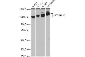 Western blot analysis of extracts of various cell lines, using OSBPL10 antibody (ABIN6130599, ABIN6145065, ABIN6145066 and ABIN6217108) at 1:3000 dilution. (OSBPL10 antibody  (AA 200-400))
