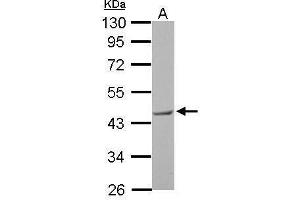 WB Image BRCC45 antibody detects BRE protein by Western blot analysis. (BRE antibody)